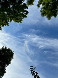 Photo of Green trees against beautiful blue sky with rainbow, bottom view