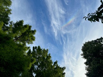 Photo of Green trees against beautiful blue sky with rainbow, bottom view