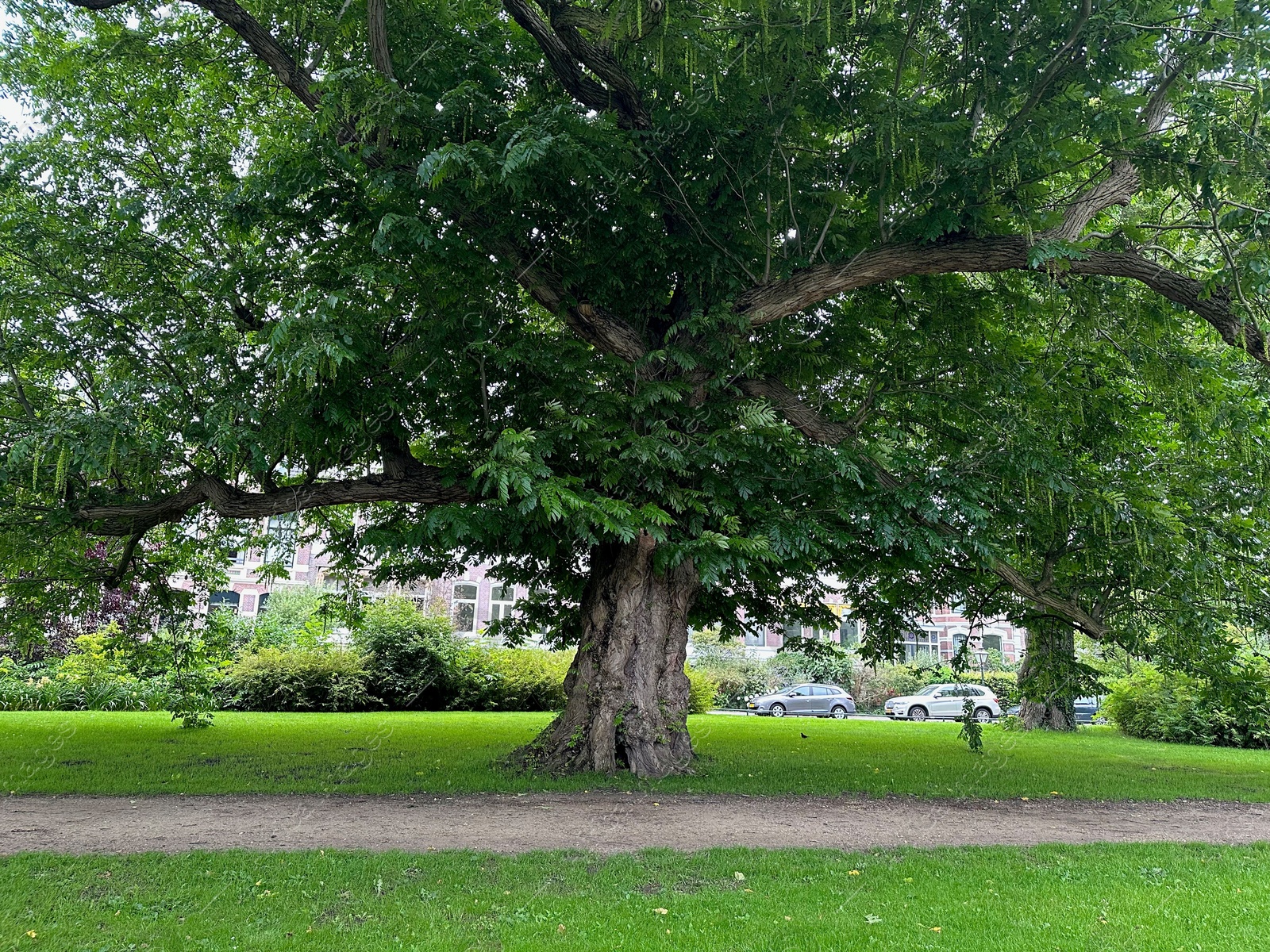 Photo of Beautiful view of park with pathway and trees outdoors