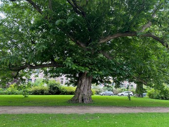 Photo of Beautiful view of park with pathway and trees outdoors