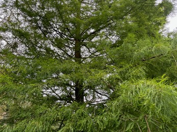 Photo of Beautiful view of green tree with branches outdoors