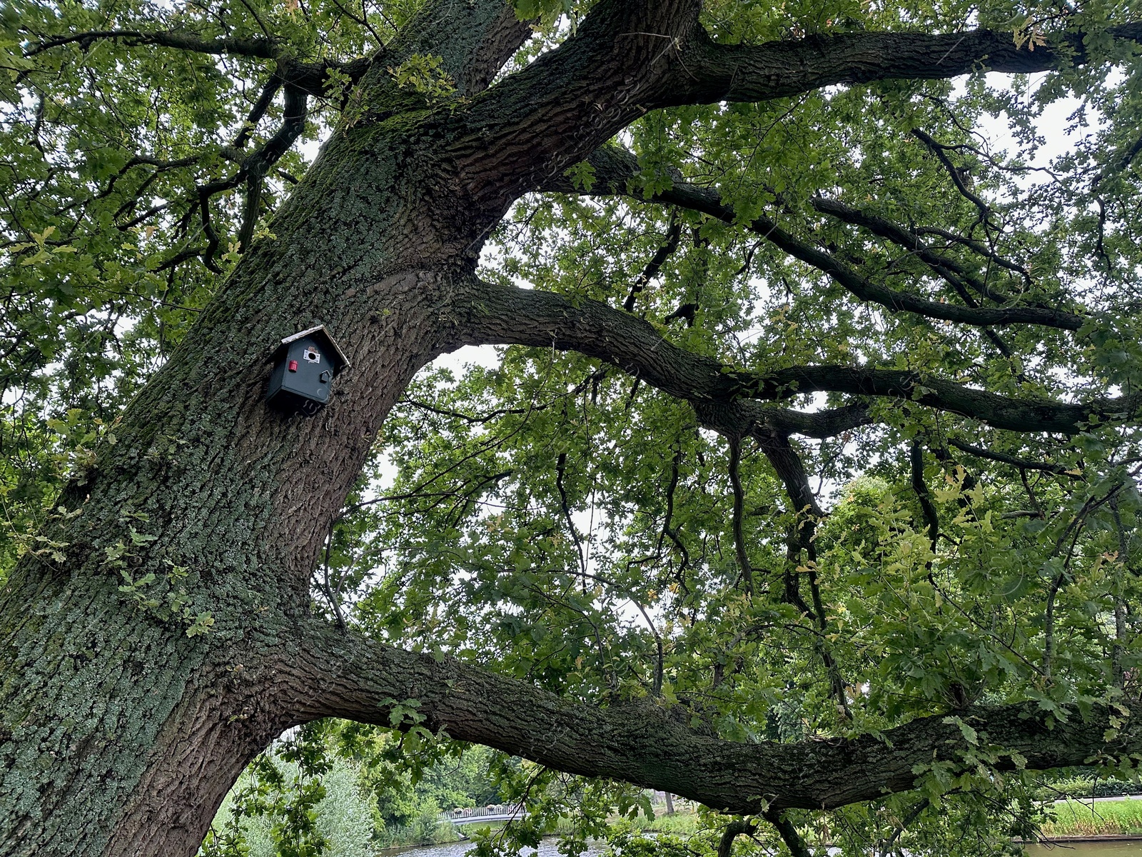 Photo of Bird feeder on tree in park, low angle view