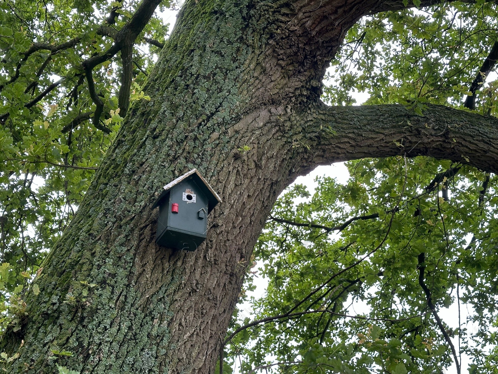 Photo of Bird feeder on tree in park, low angle view