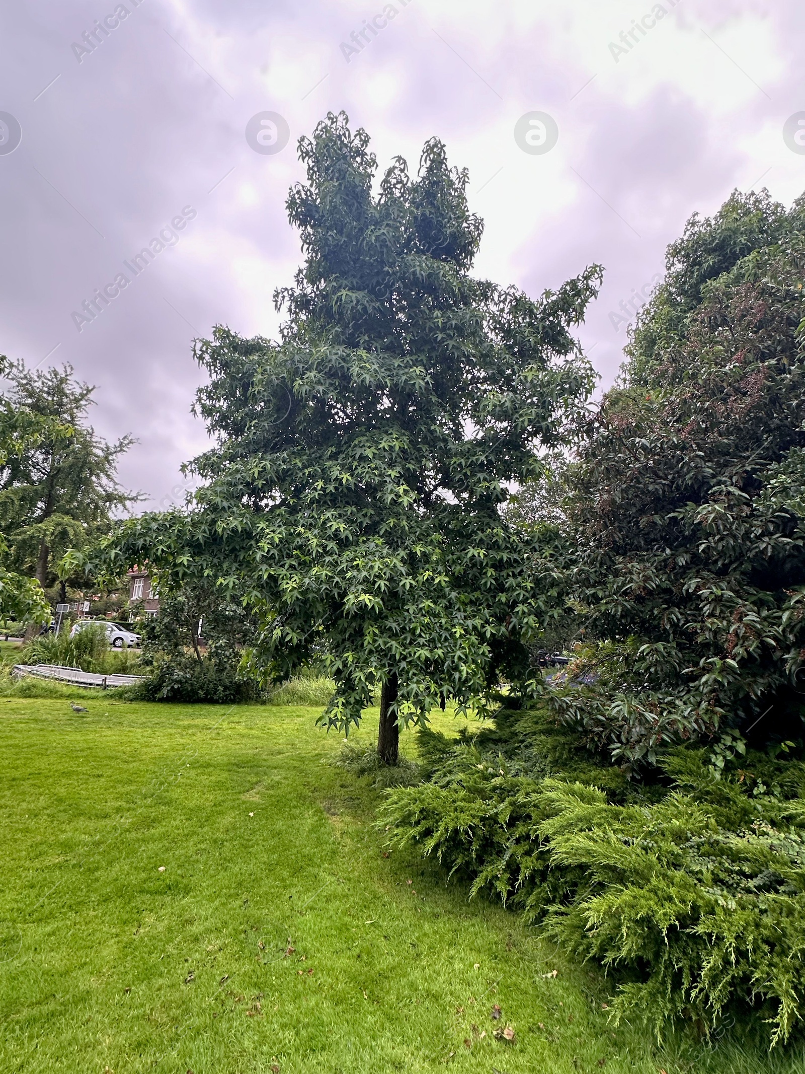 Photo of Picturesque view of park with beautiful trees