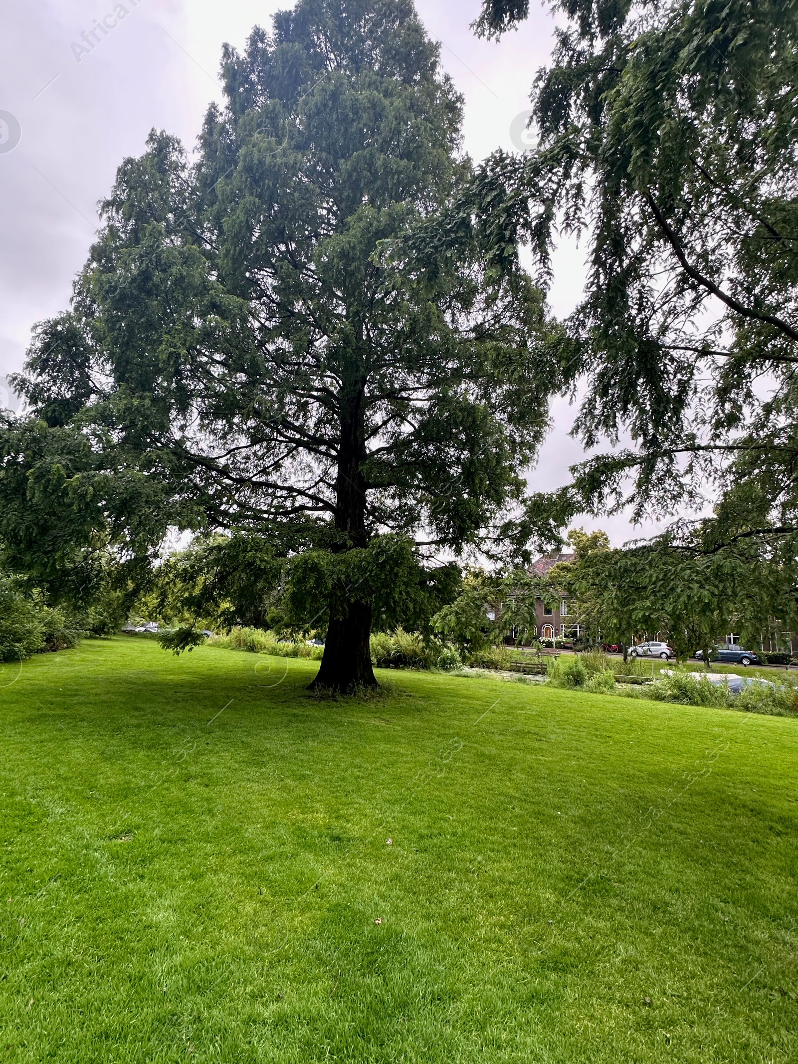 Photo of Picturesque view of park with beautiful trees