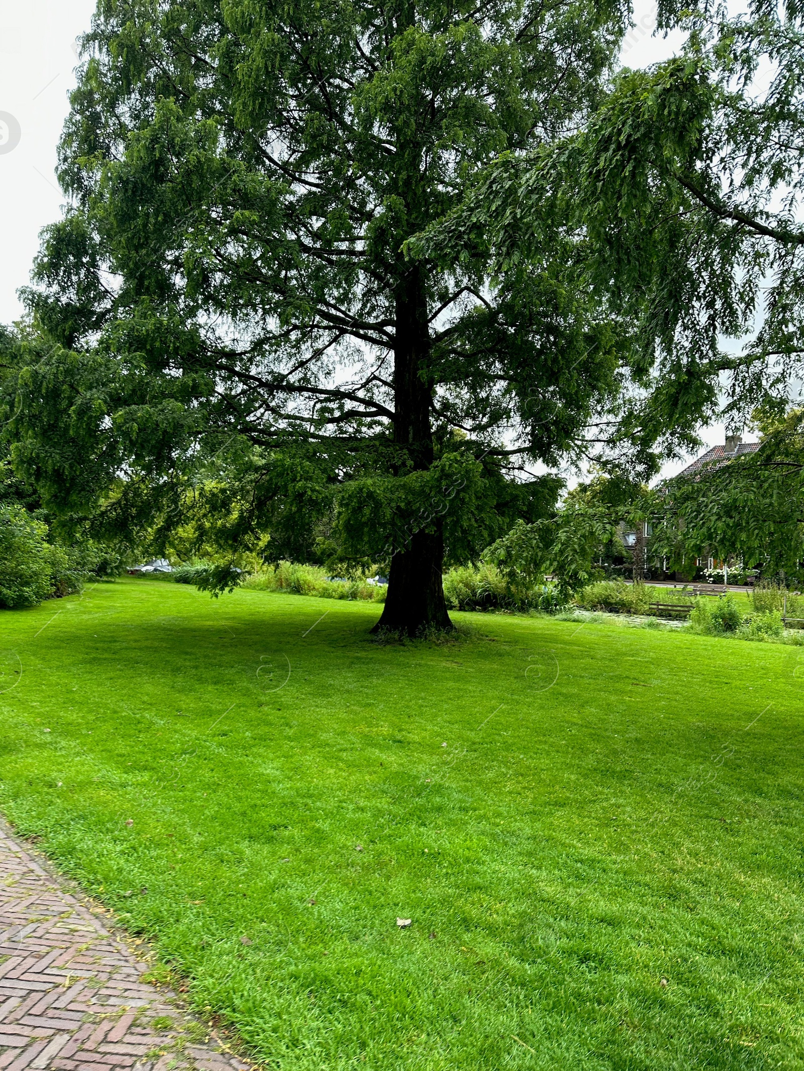 Photo of Picturesque view of park with beautiful trees