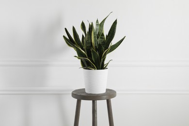 Photo of Green houseplant on stool near white wall at home