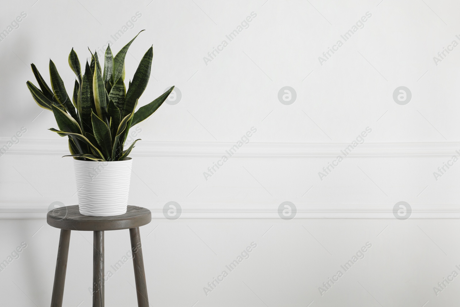 Photo of Green houseplant on stool near white wall at home. Space for text