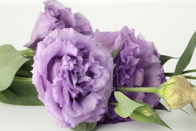 Photo of Beautiful violet eustoma flowers with green leaves on white background, closeup