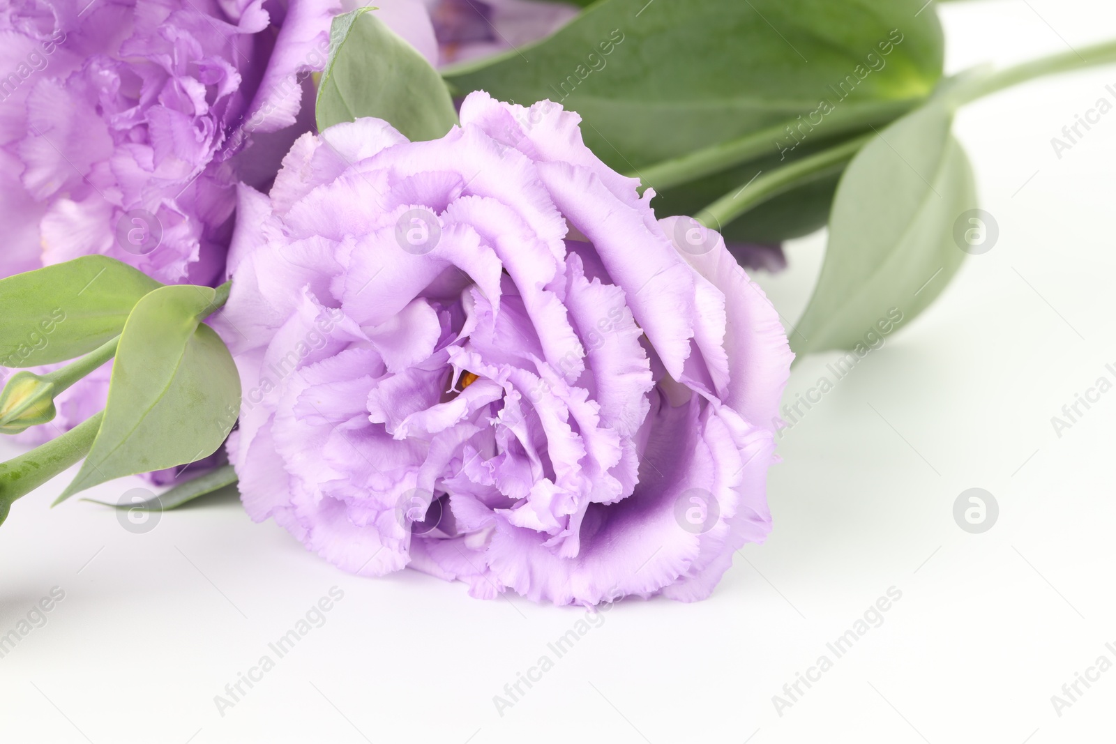 Photo of Beautiful violet eustoma flowers with green leaves on white background