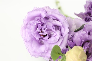 Beautiful violet eustoma flowers on white background, closeup