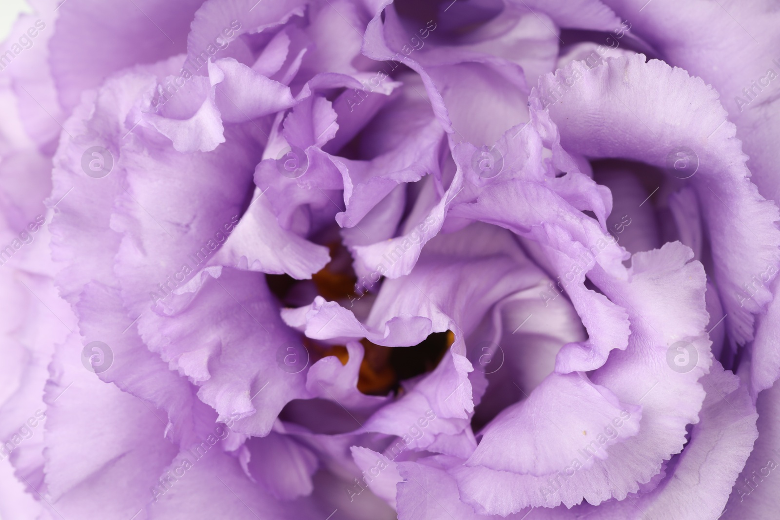 Photo of Beautiful violet eustoma flower as background, closeup