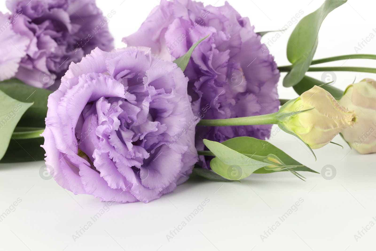 Photo of Beautiful violet eustoma flowers with green leaves on white background