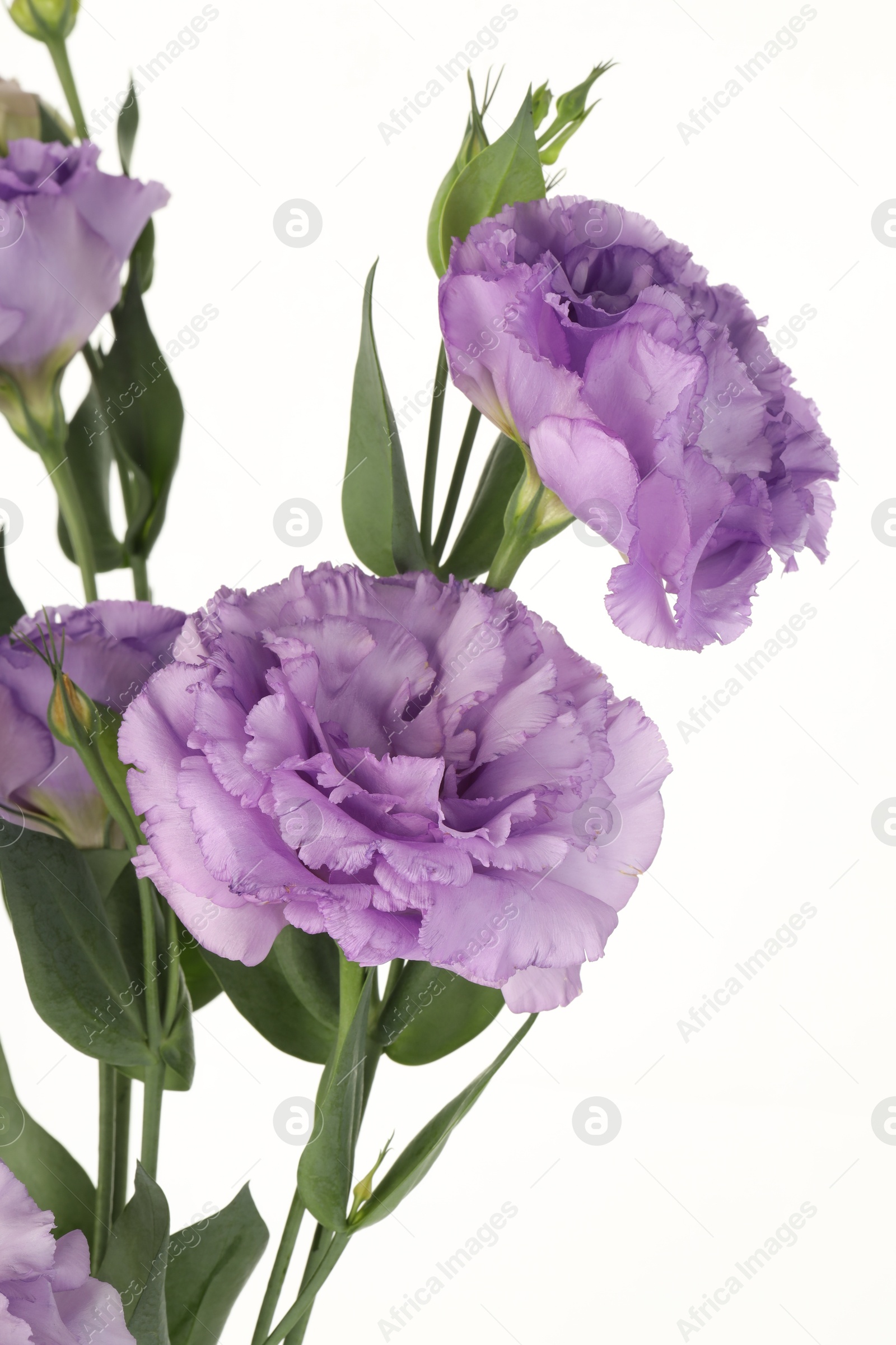 Photo of Bouquet of violet eustoma flowers with green leaves on white background