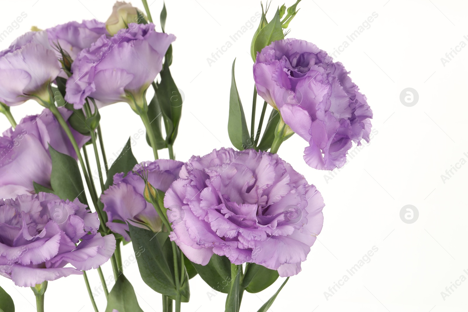 Photo of Bouquet of violet eustoma flowers with green leaves on white background