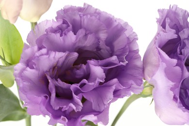 Photo of Beautiful violet eustoma flowers on white background, closeup