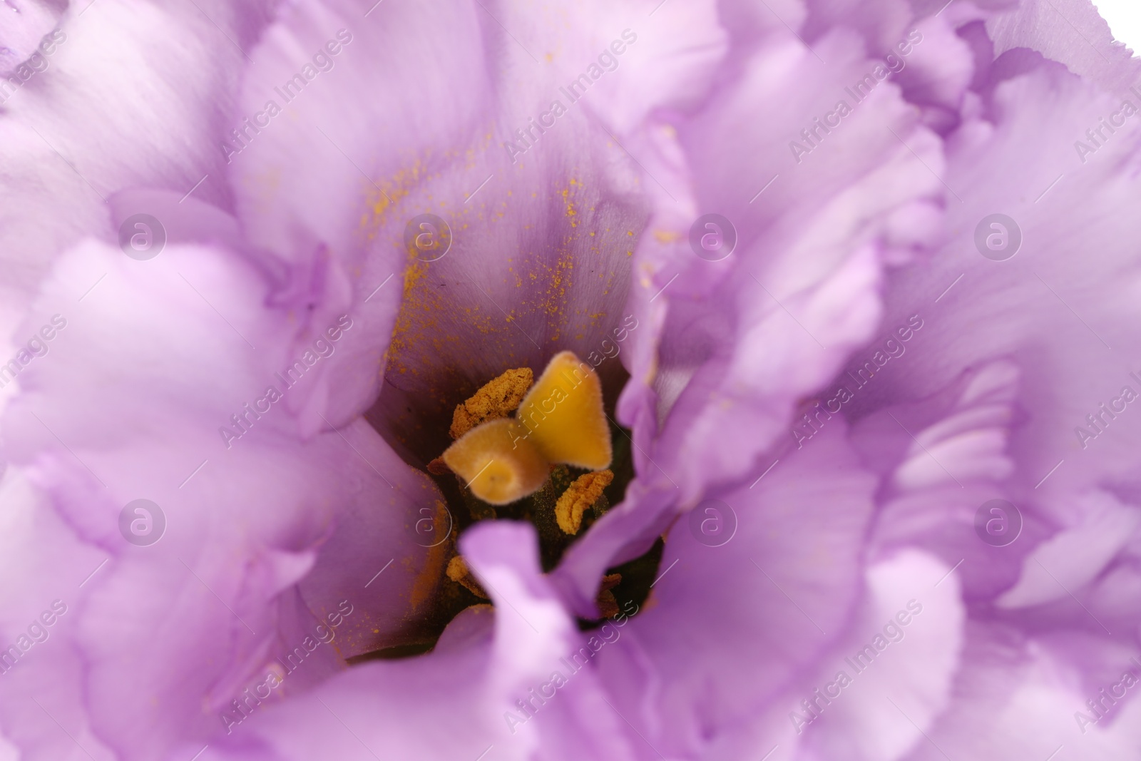 Photo of Beautiful violet eustoma flower as background, closeup