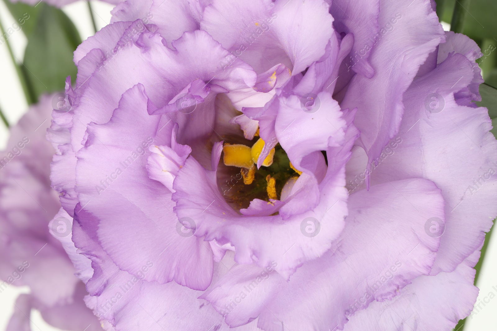 Photo of Beautiful violet eustoma flower as background, closeup