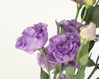 Photo of Beautiful violet eustoma flowers with green leaves on white background