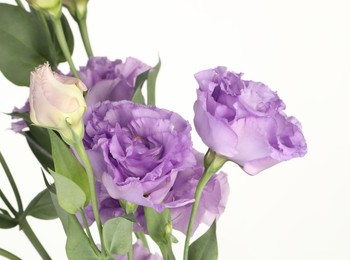 Photo of Beautiful violet eustoma flowers with green leaves on white background