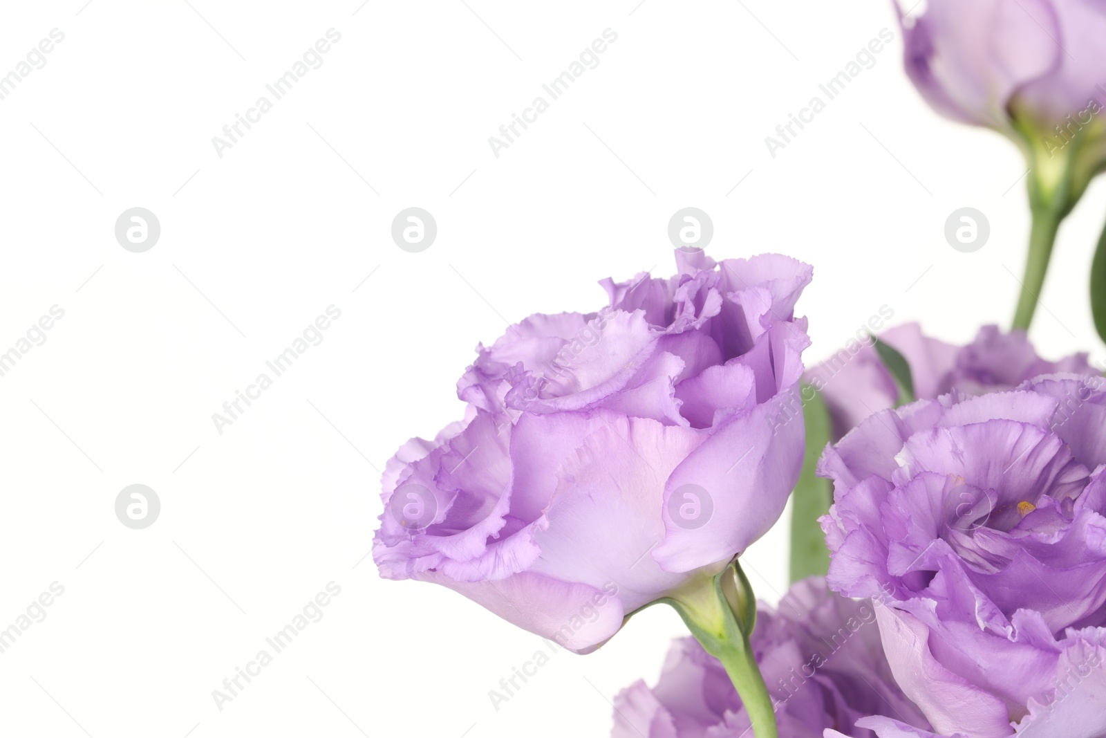 Photo of Beautiful violet eustoma flowers on white background. Space for text