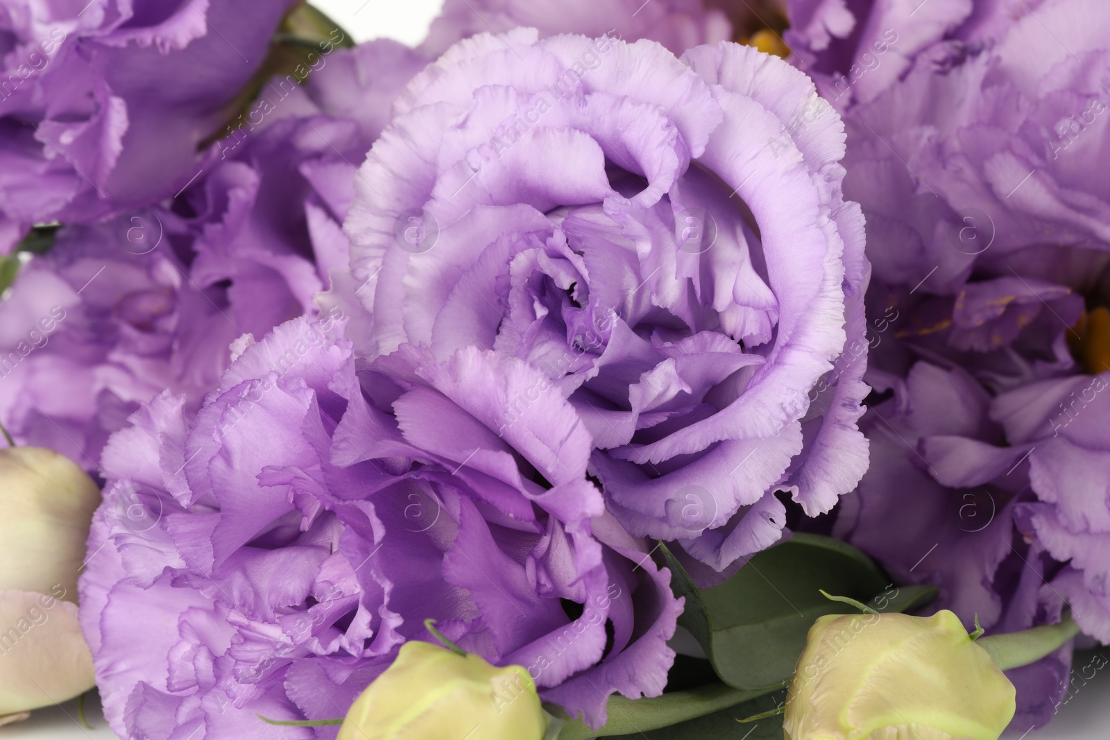 Photo of Beautiful violet eustoma flowers as background, closeup