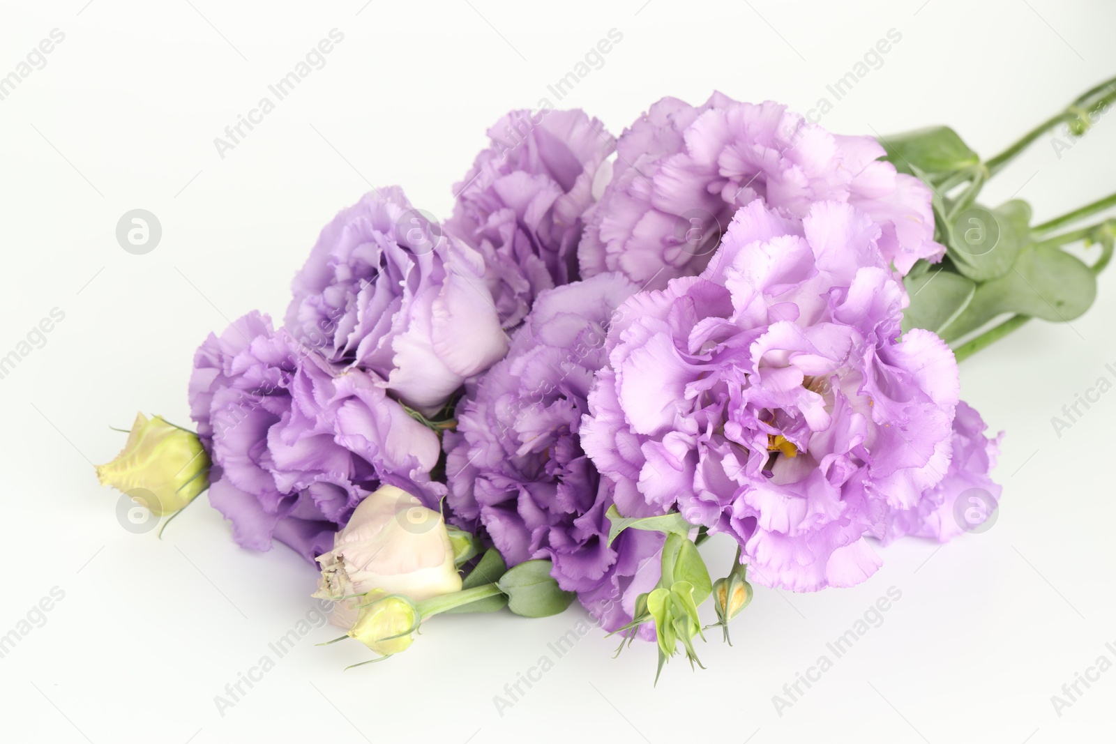 Photo of Beautiful violet eustoma flowers on white background