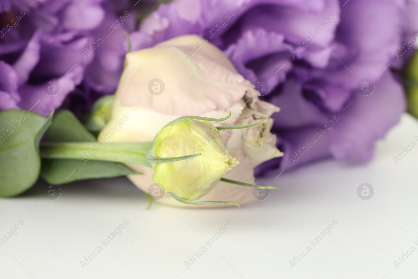 Photo of Beautiful violet eustoma flowers on white background, closeup