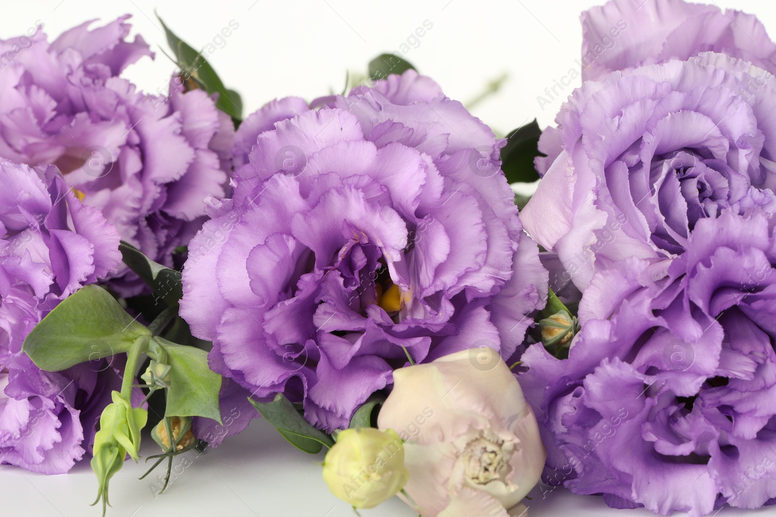 Photo of Beautiful violet eustoma flowers on white background, closeup