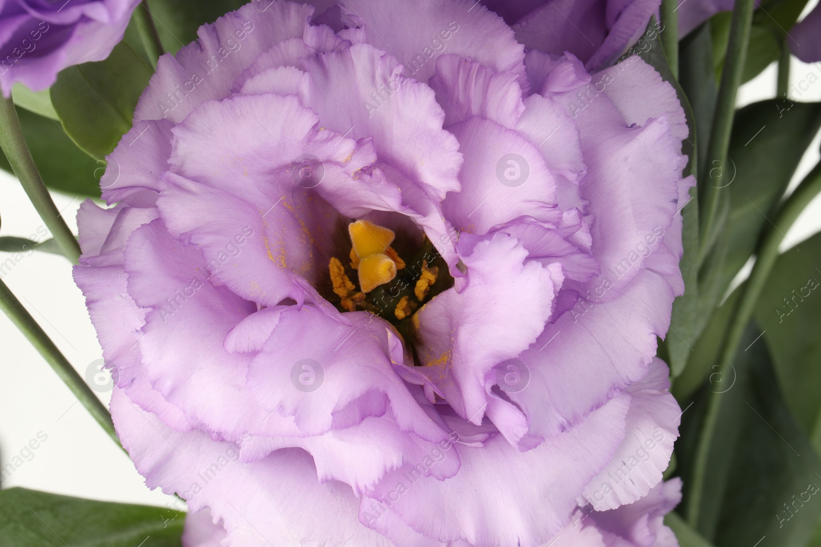 Photo of Beautiful violet eustoma flowers with green leaves, closeup