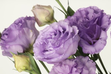 Photo of Beautiful violet eustoma flowers on white background, closeup