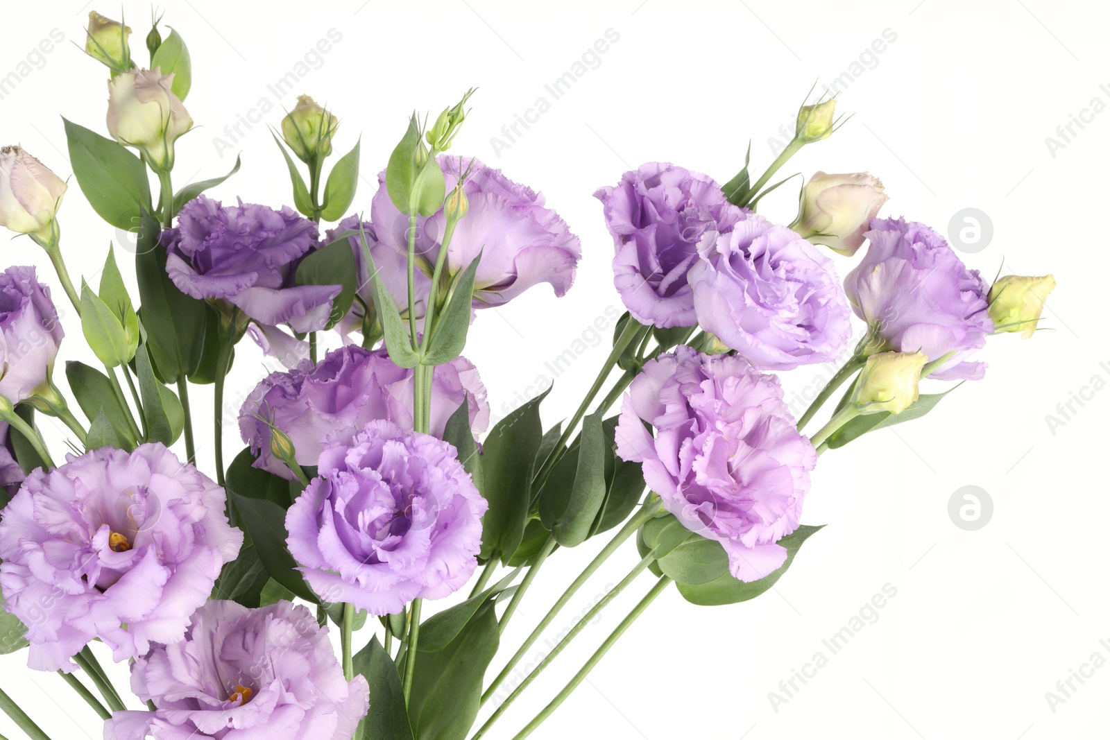 Photo of Bouquet of beautiful violet eustoma flowers on white background