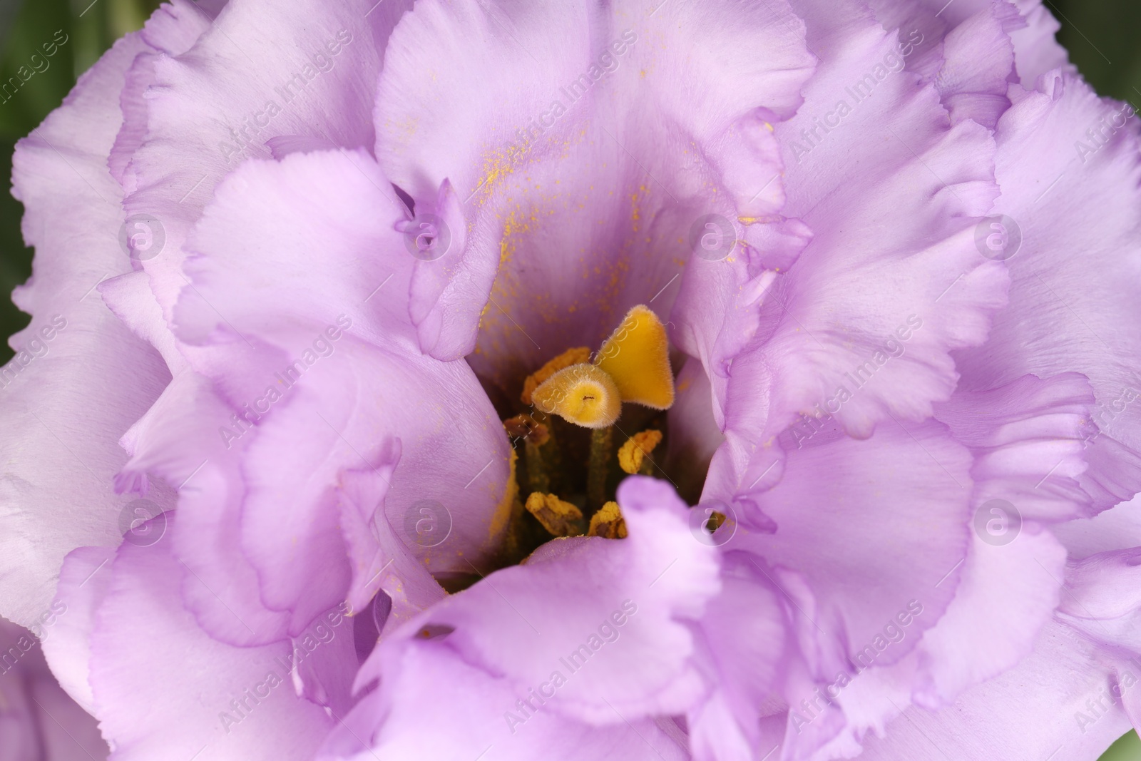 Photo of Beautiful violet eustoma flower as background, closeup