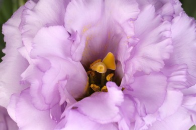 Photo of Beautiful violet eustoma flower as background, closeup