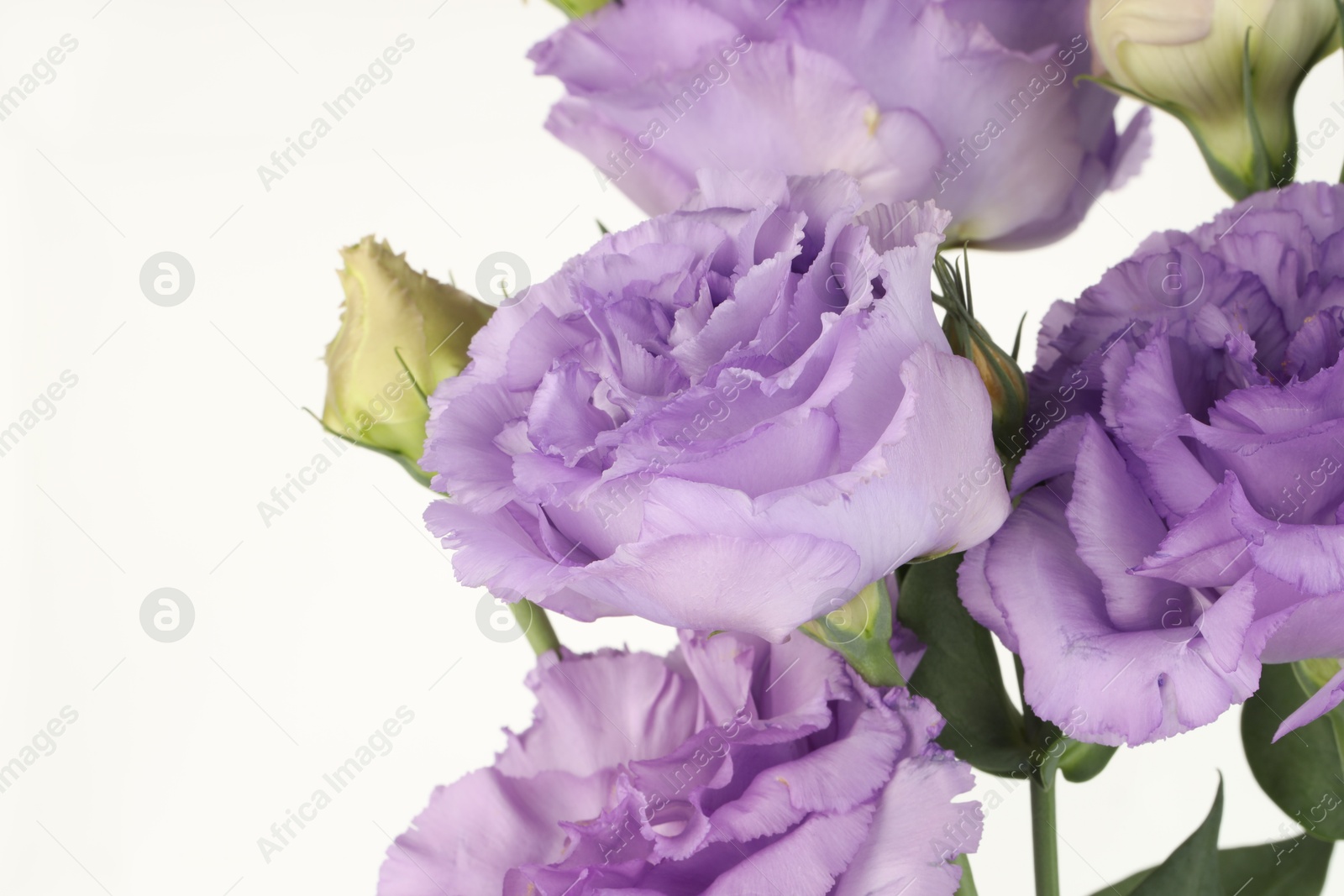 Photo of Beautiful violet eustoma flowers with green leaves on white background, closeup