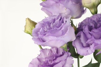 Photo of Beautiful violet eustoma flowers with green leaves on white background, closeup