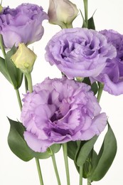 Photo of Beautiful violet eustoma flowers with green leaves on white background, closeup