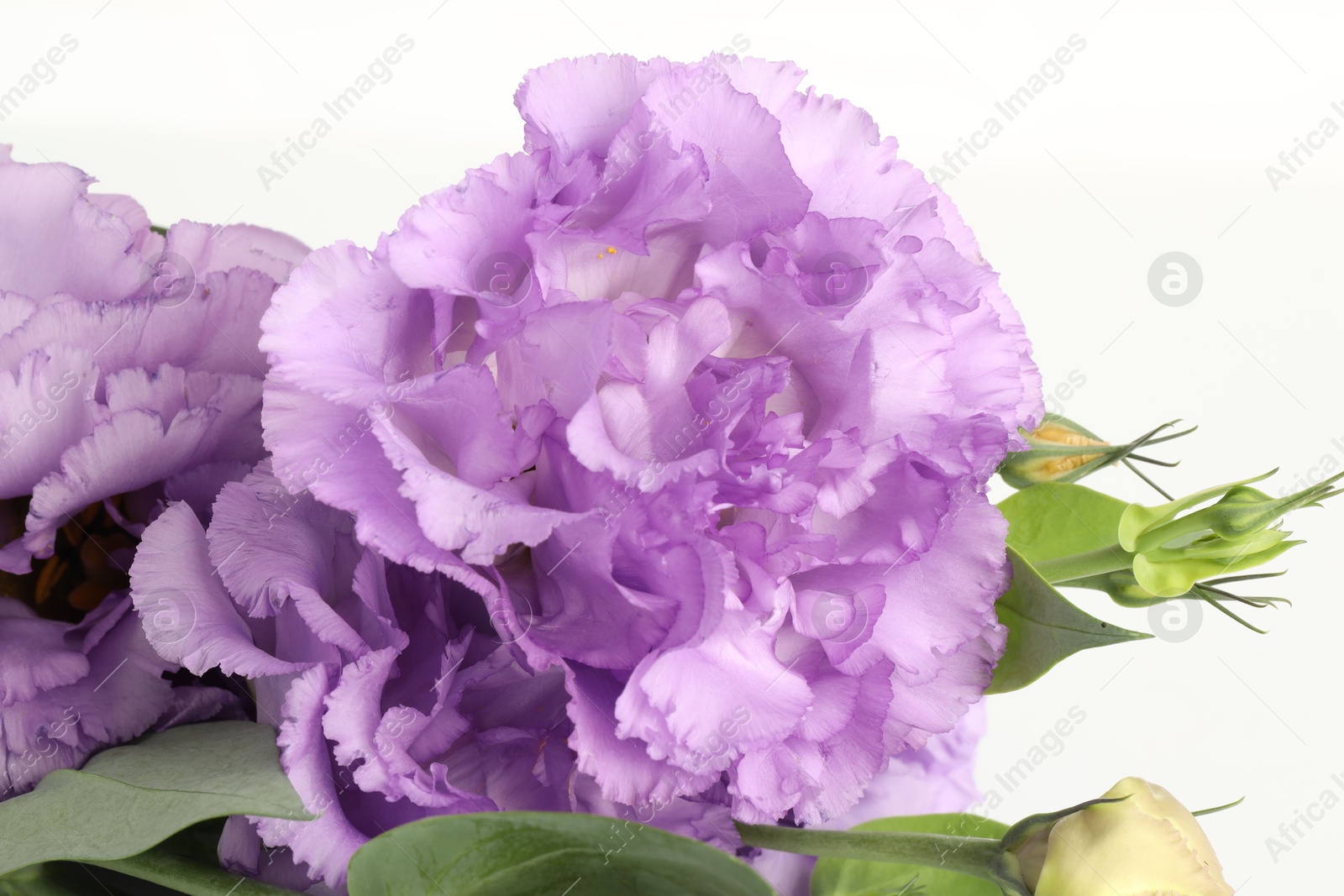 Photo of Beautiful violet eustoma flowers with green leaves on white background, closeup