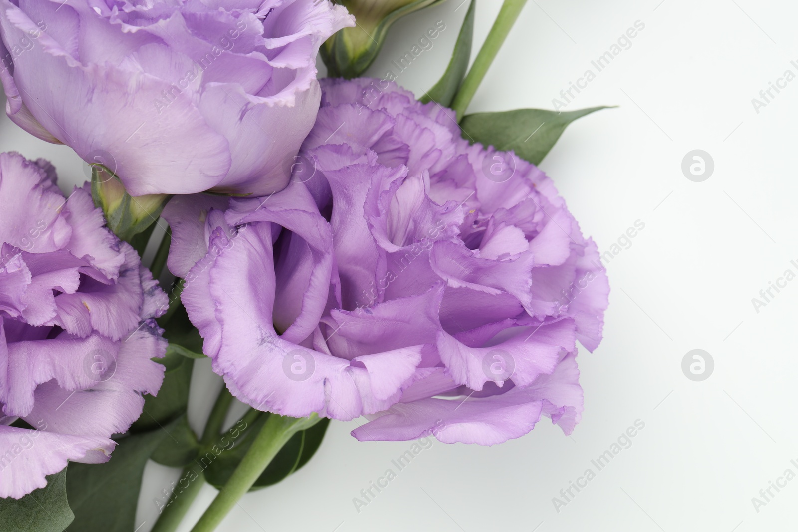 Photo of Beautiful violet eustoma flowers with green leaves on white background, top view