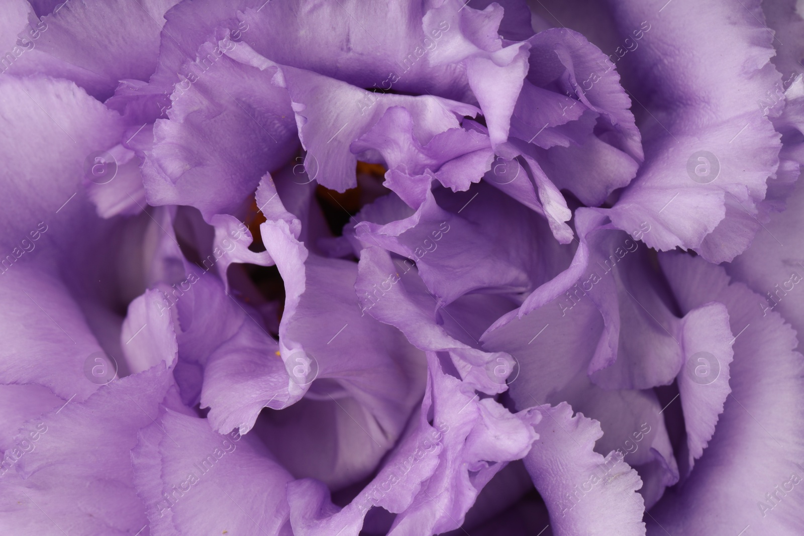 Photo of Beautiful violet eustoma flower as background, closeup