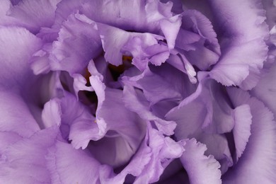 Photo of Beautiful violet eustoma flower as background, closeup