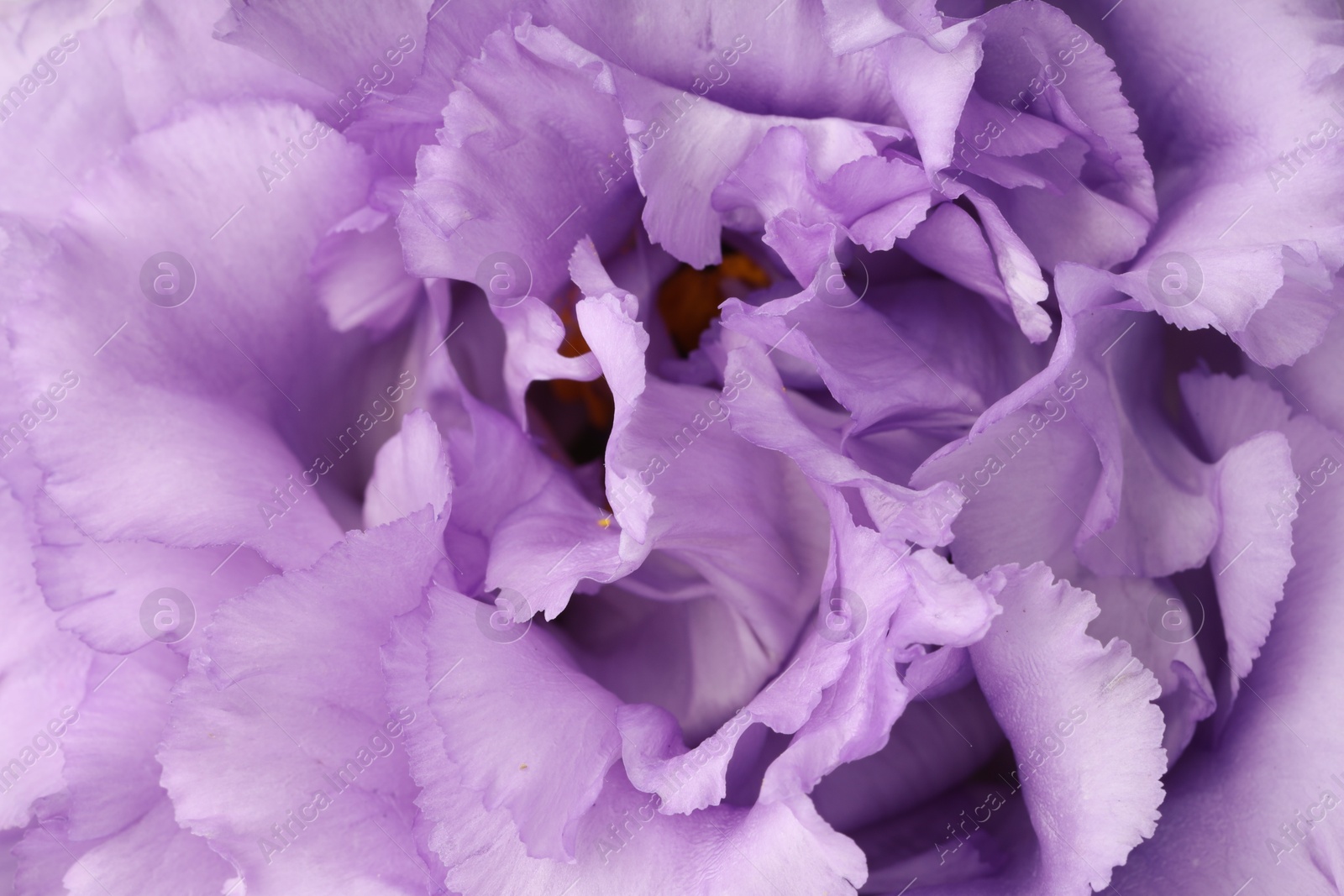 Photo of Beautiful violet eustoma flower as background, closeup