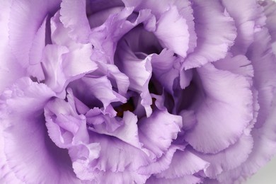 Photo of Beautiful violet eustoma flower as background, closeup