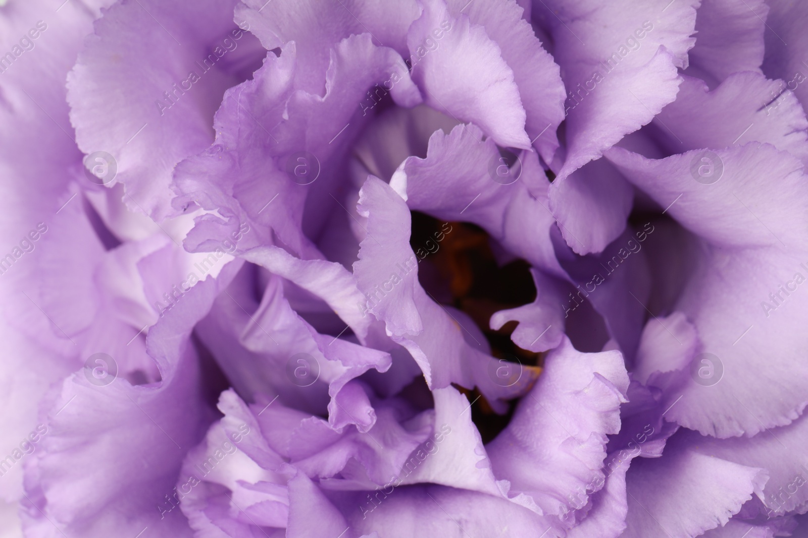 Photo of Beautiful violet eustoma flower as background, closeup