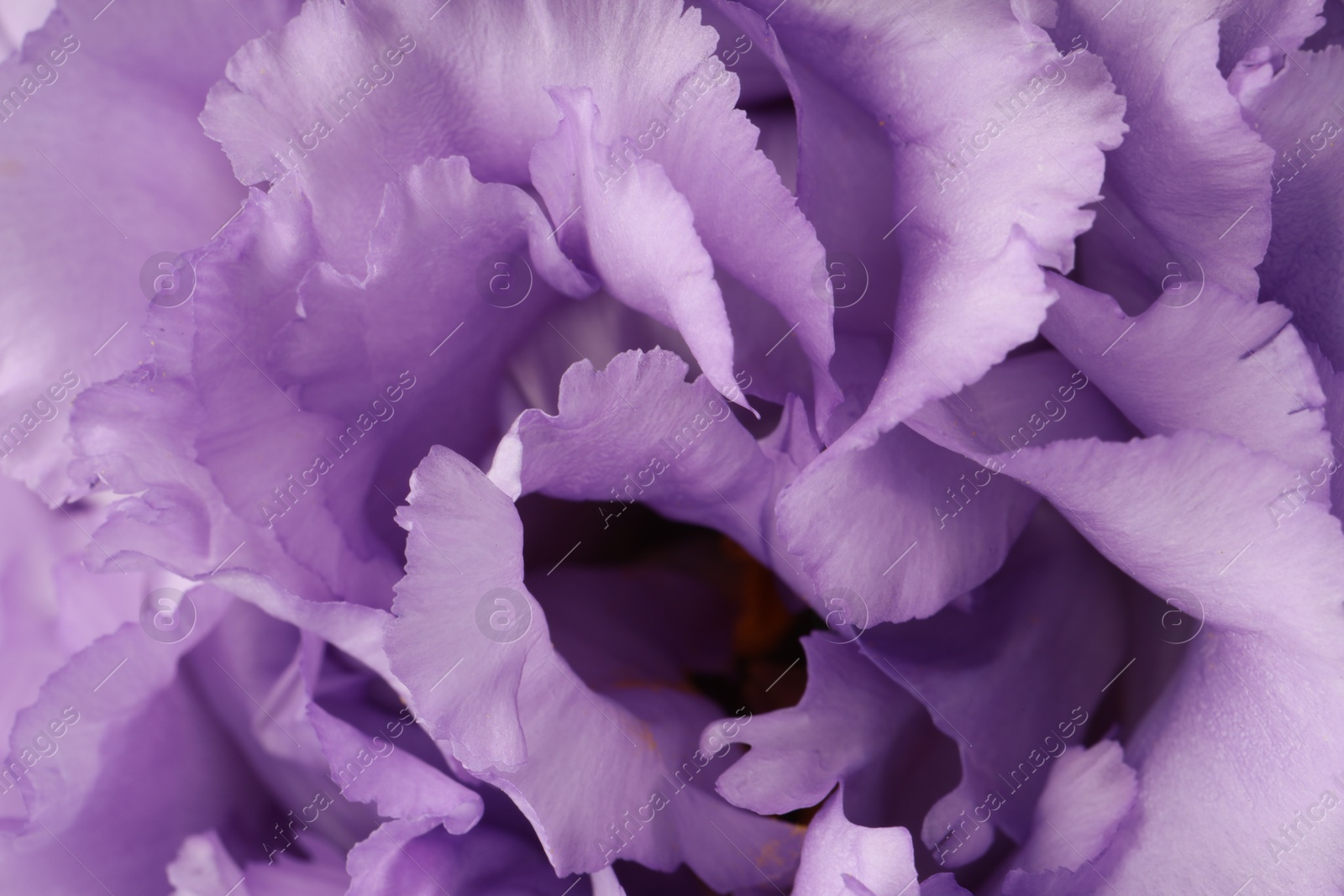 Photo of Beautiful violet eustoma flower as background, closeup