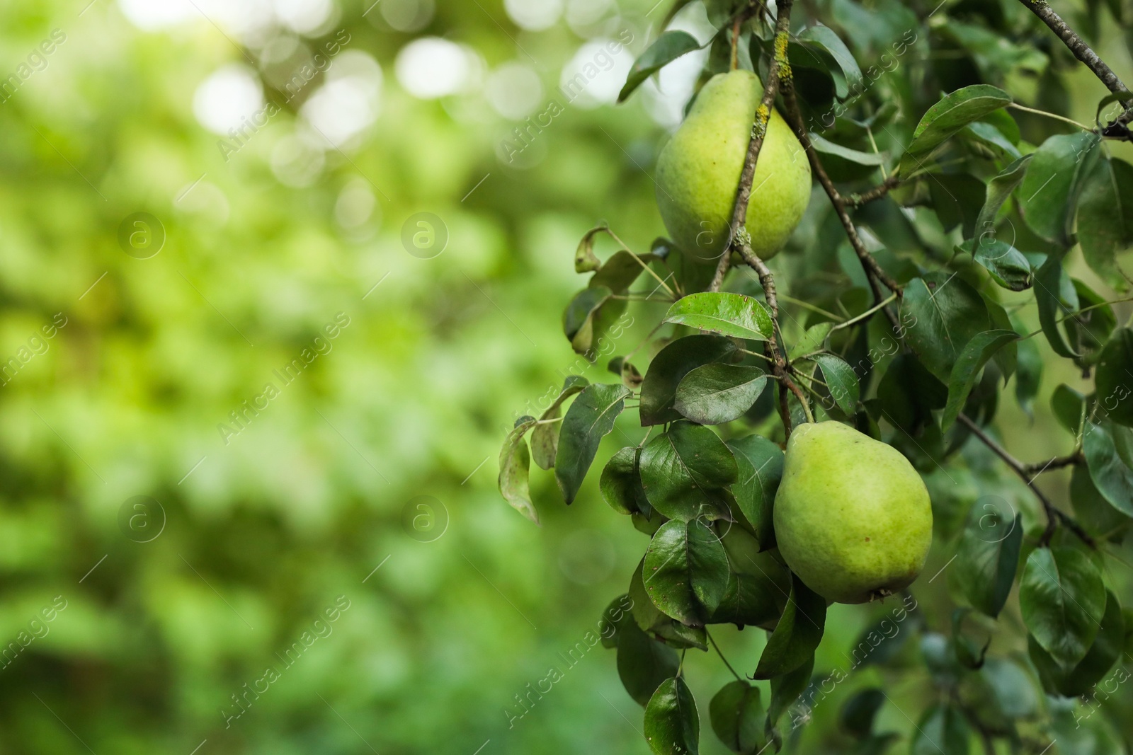 Photo of Ripe pears growing on tree in garden, closeup. Space for text