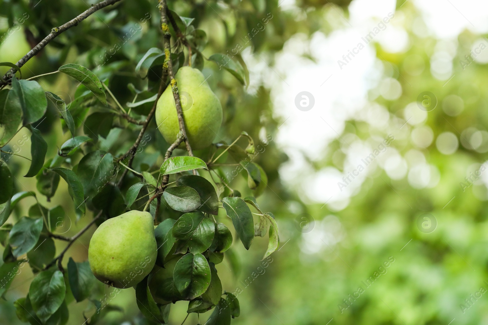 Photo of Ripe pears growing on tree in garden, closeup. Space for text