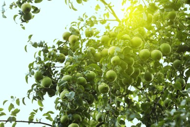 Photo of Ripe pears growing on tree in garden, low angle view