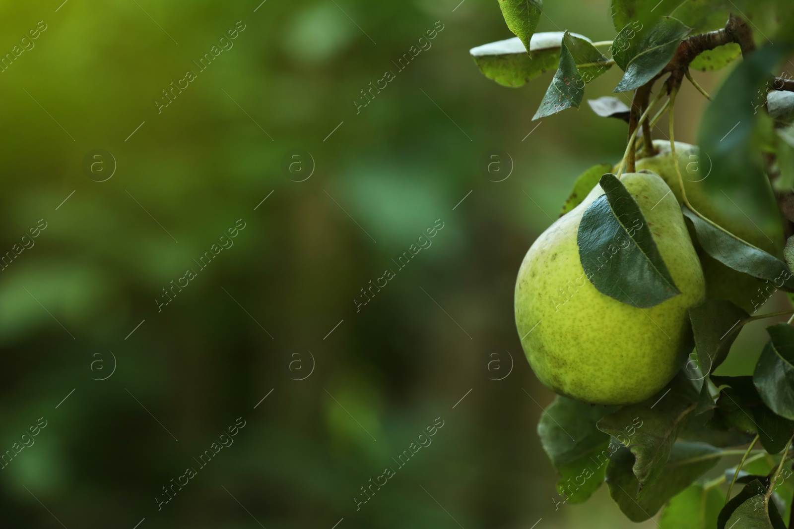 Photo of Ripe pears growing on tree in garden, closeup. Space for text