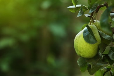 Photo of Ripe pears growing on tree in garden, closeup. Space for text